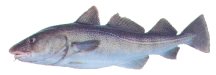 Gul of kabeljauw is een favoriete zeevis