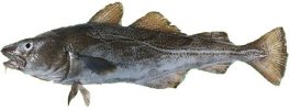 Gul of Kabeljauw. Een van de populairste zeevissen